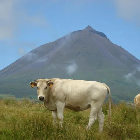 Hébergement de vacances Casa Da Abrotea Lajes do Pico